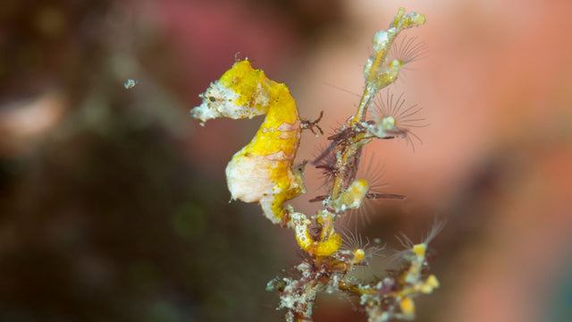 Pontohinmerihevonen / Hippocampus pontohi. Halmahera, Molukit, Indonesia, Molukkienmeri. Kuva: Juha Nurminen.