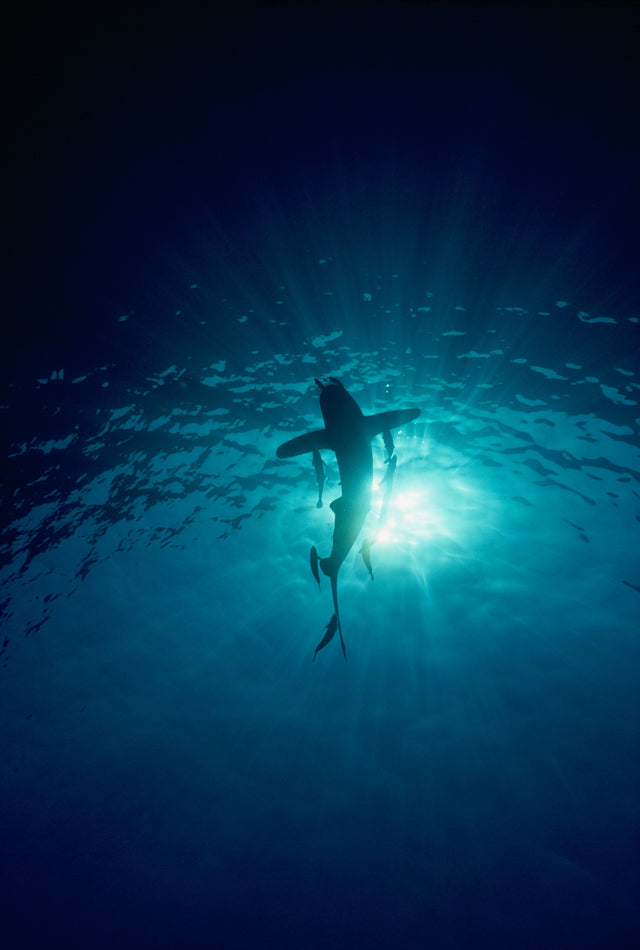 Valkopilkkahai, luotsikala & isoremora / Carcharhinus longimanus, Naucrates ductor & Echeneis naucrates. Elphinstone, Egypti, Punainenmeri. Kuva: Jukka Nurminen.