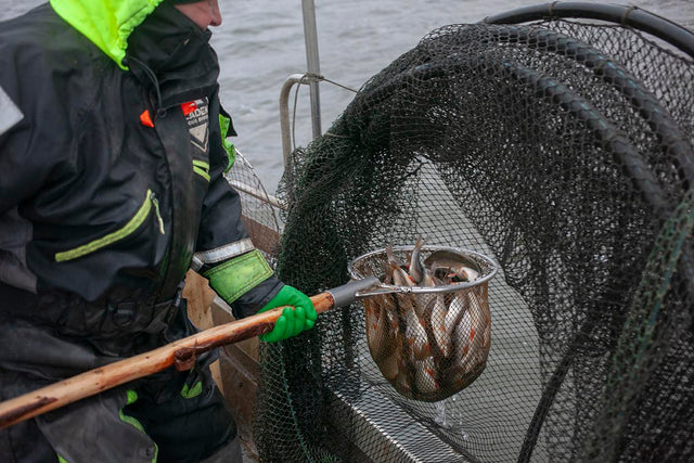 Med fiskebåt på Östersjön. Fiskaren Jari Ratilainen. Bild: Pekka Turunen