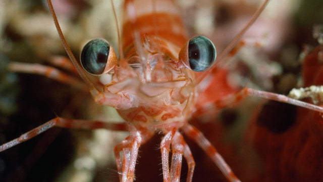 Katkarapu / Crustacea. Mantanani, Pohjois-Borneo, Malesia, Etelä-Kiinan meri. Kuva: Juha Nurminen